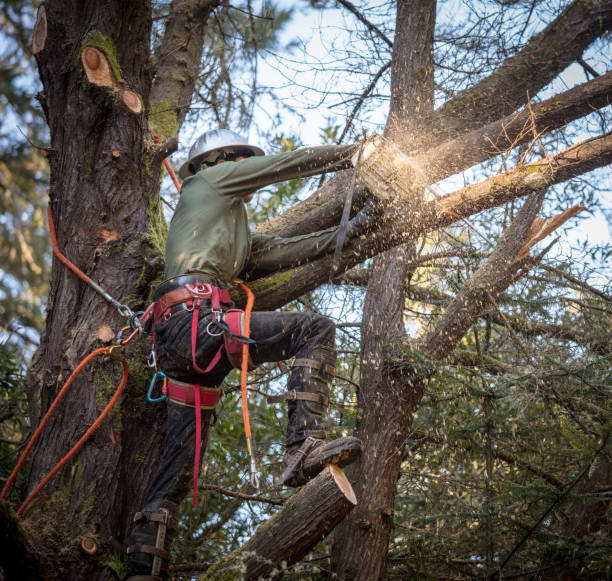 Man cutting branches on tree in the process of removing entire tree. Man cutting branches on tree in the process of removing entire tree.